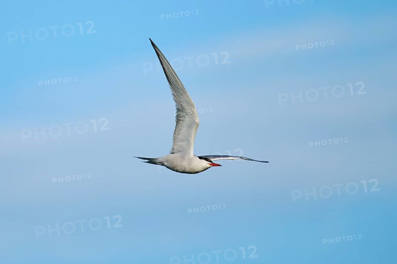 Elegant tern (Thalasseus elegans) flying in the sky, Parc Naturel Regional de Camargue, France, Europe