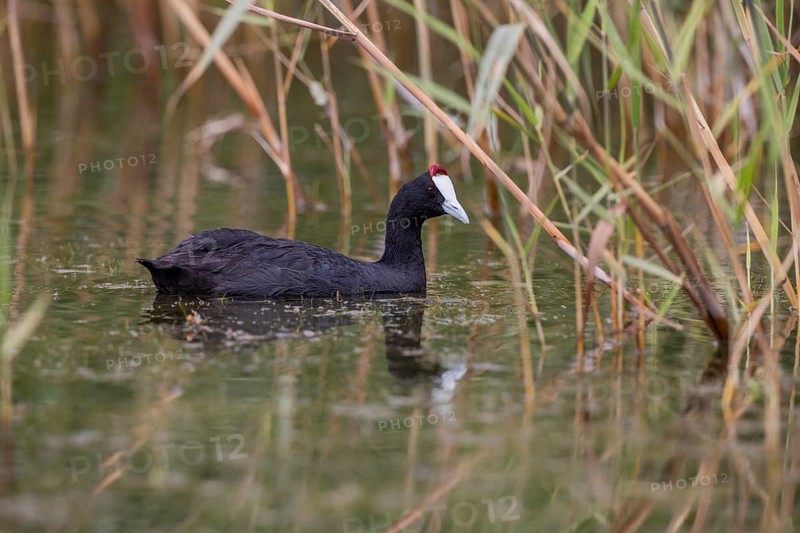 Red-knobbed coot (Fulica cristata), wetland near Alicante, Andalusia, Spain, Europe