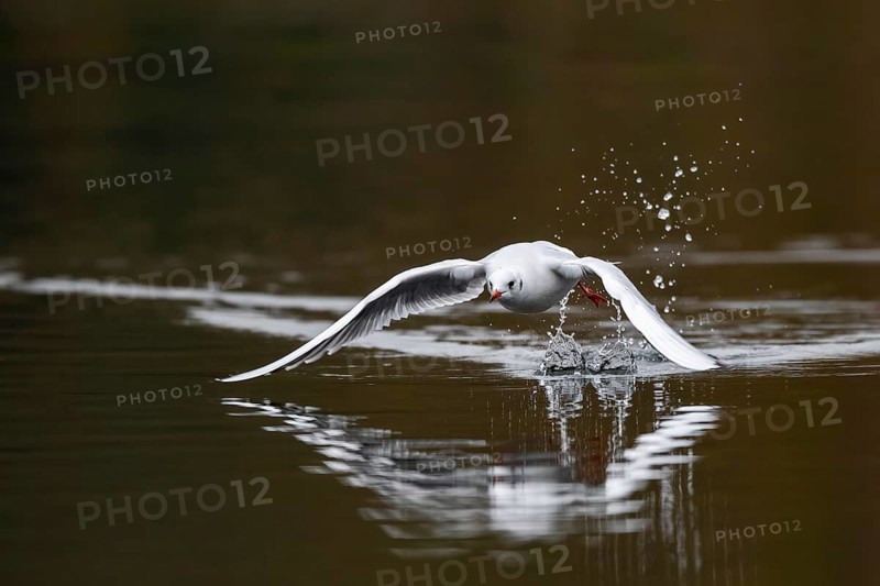 A black-headed gull in flight, Lake Kemnader, Ruhr area, North Rhine-Westphalia, Germany, Europe