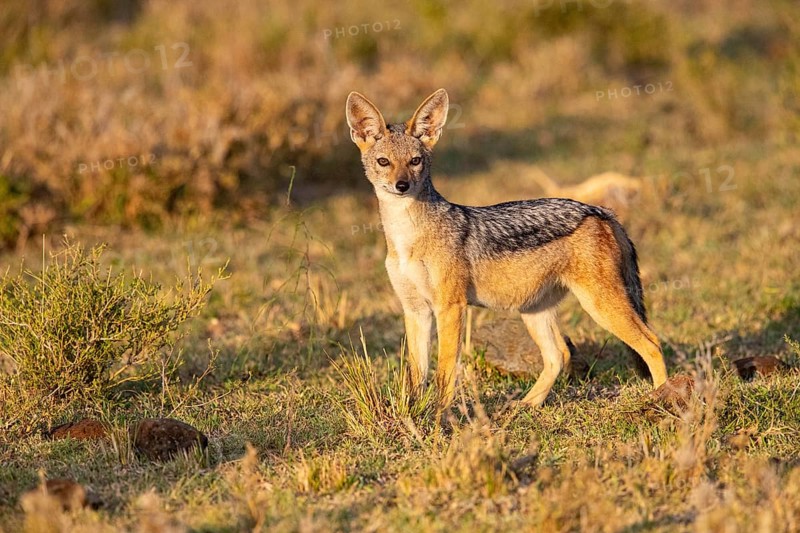 Black-backed jackal (Canis mesomeles) Masai Mara Kenya