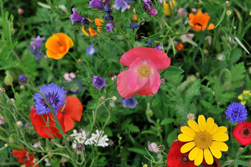 Colourful flower meadow, Schwaebisch Gmuend, Baden-Wuerttemberg, Germany, Europe