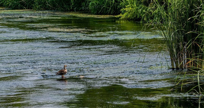 Single lone spot-billed duck standing in shallow water in a river