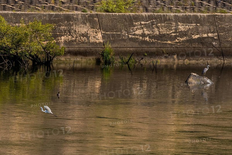 Egret flying near surface of river in front of cormorant and gray heron perched on boulder in front of concrete wall