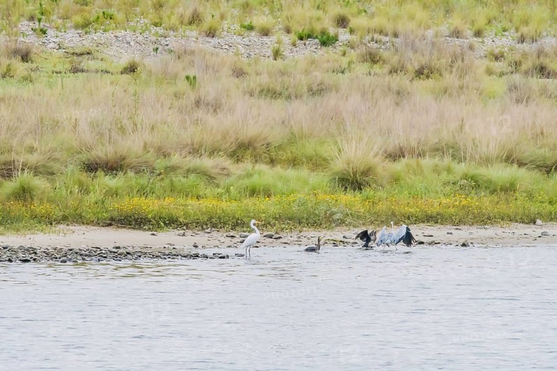 Little egret standing in shallow water with three adult cormorants nearby
