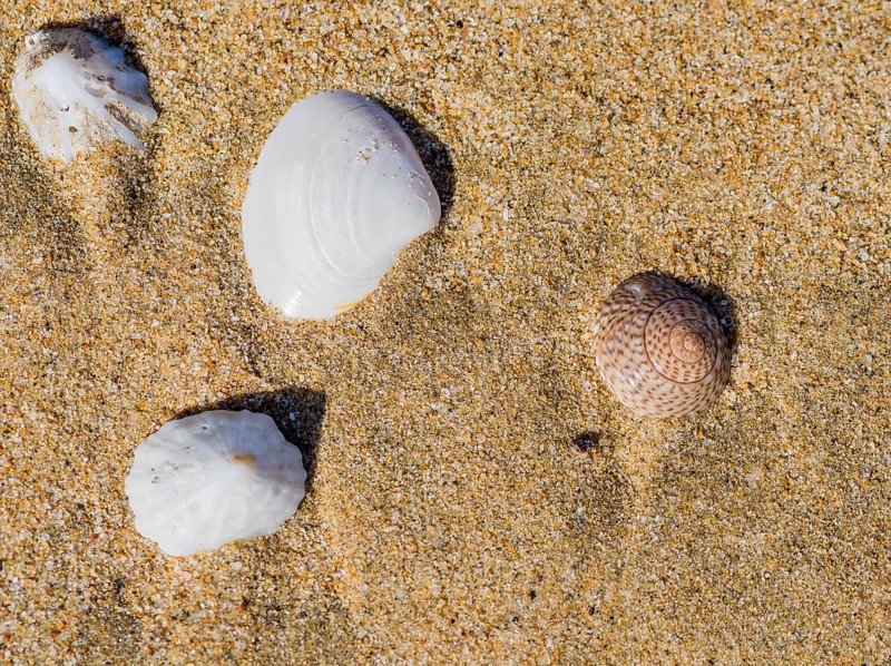 Collection of seashells laying in the sand on a beach