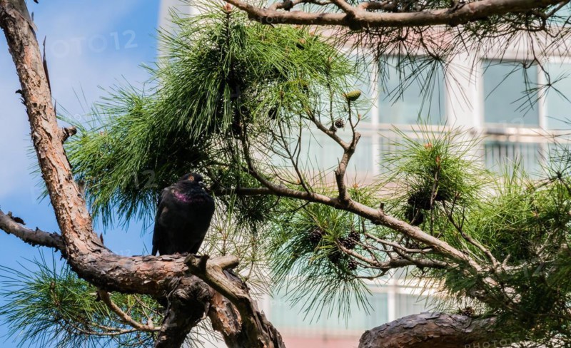 One black pigeon perched on a branch of evergreen tree in front of white apartment building