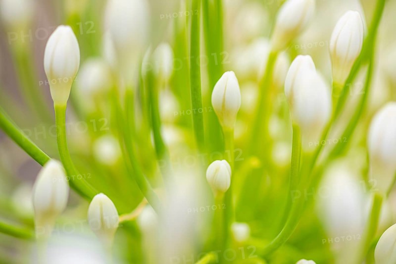 White flowers of an ornamental lily (Agapanthus), Capolieveri, Elba, Tuscan Archipelago, Tuscany, Italy, Europe