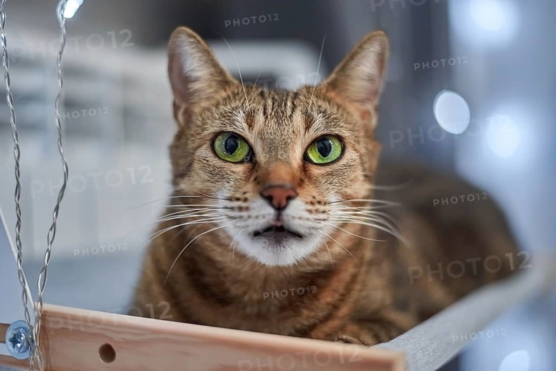 Image of a purebred Bengal cat lying on a hammock attached to a heater. Pet care concept. Mixed media