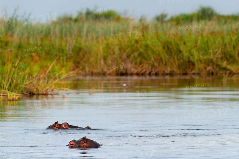 Hippopotamus (Hippopotamus amphibius), Hippopotamus, animal, danger, dangerous, wild, river, river animal, Okavango Delta at the Kwando River in BwaBwata National Park, Namibia, Africa