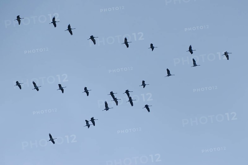 Cranes (Grus grus) flying in formation in the sky, Ruhr area, Westphalia, North Rhine-Westphalia, Germany, Europe