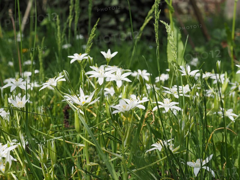 White star of Bethlehem flower