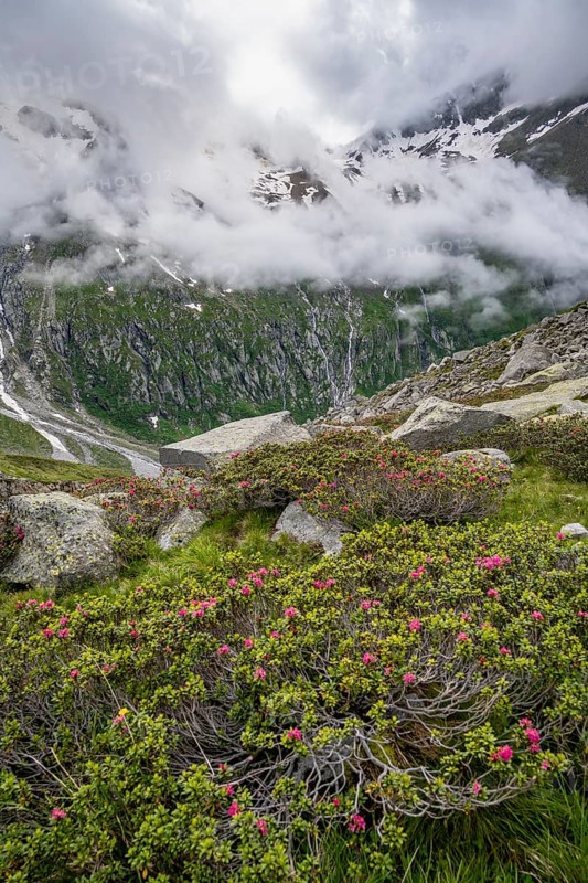 Cloudy mountain landscape with blooming alpine roses, view of rocky and glaciated mountains, Furtschaglhaus, Berliner Hoehenweg, Zillertal, Tyrol, Austria, Europe