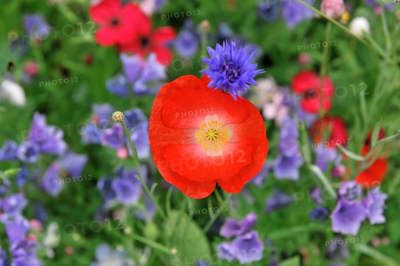 Colourful flower meadow, Schwaebisch Gmuend, Baden-Wuerttemberg, Germany, Europe