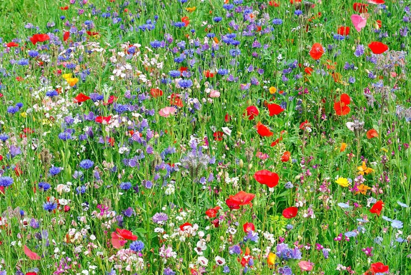 Cornflowers (Centaurea cyanus), yarrow (Achillea), mallow (Malva), yellow daisies (Leucanthemum), poppy (Papaver rhoeas), Baden-Wuerttemberg, Germany, Europe