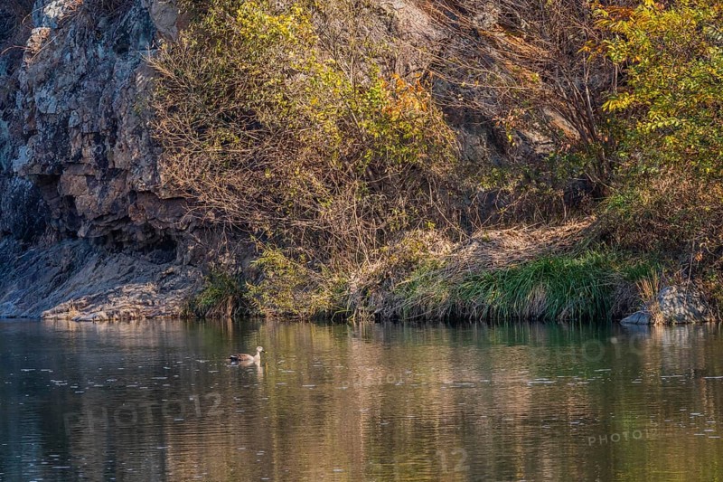 Single spot-billed duck swimming alone in peaceful river next to autumn colored trees on rocky shore
