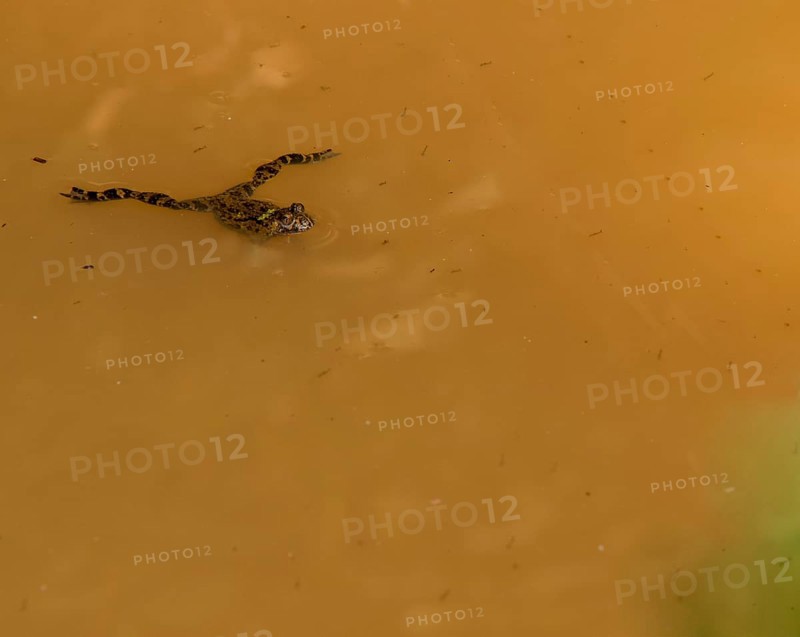 Small green and brown marsh frog floating on the surface of a small pond of dirty water