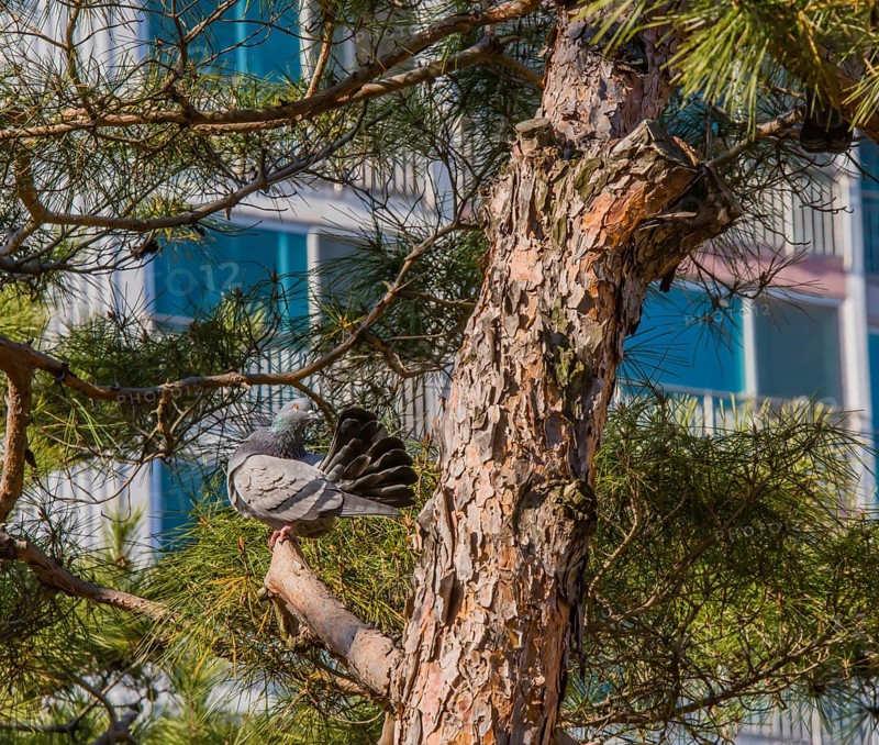 Pigeon on tree branch with tail feathers ruffled to look like a fan with building in background