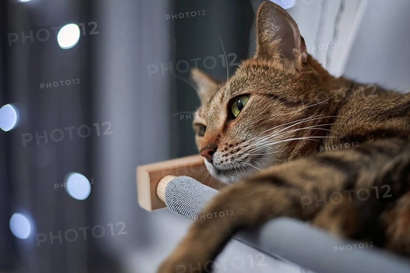 Image of a purebred Bengal cat lying on a hammock attached to a heater. Pet care concept. Mixed media