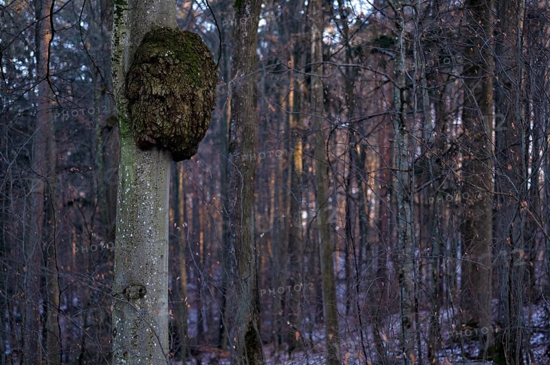Tree cancer on tree trunk, cell growths caused by bacteria or fungal infestation, Korb im Remstal, Baden-Wuerttemberg, Germany, Europe