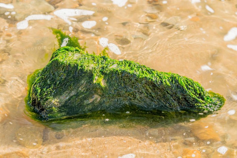 Large rock covered with green seaweed in ocean water at the beach