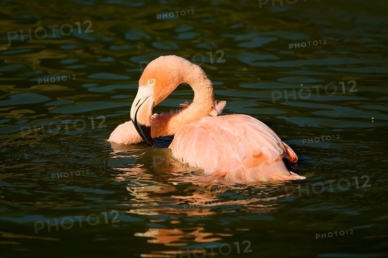Chilean flamingo (Phoenicopterus chilensis) in the water, Bavaria, Germany, Europe