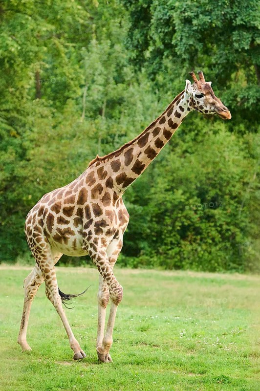 Reticulated giraffe (Giraffa camelopardalis reticulata) walking, captive, Germany, Europe