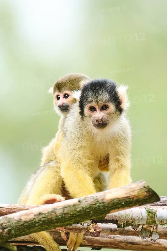Black-capped squirrel monkey (Saimiri boliviensis) mother with he youngster, Germany, Europe