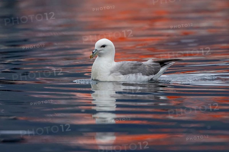 Northern fulmar (Fulmarus glacialis), swimming in the harbour basin, Iceland, Europe