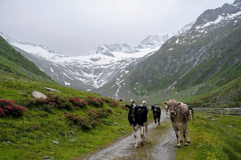Cows on the alpine meadow, Schlegeisgrund valley, glaciated mountain peaks Hoher Weiszint and Schlegeiskees glacier, Berliner Hoehenweg, Zillertal, Tyrol, Austria, Europe