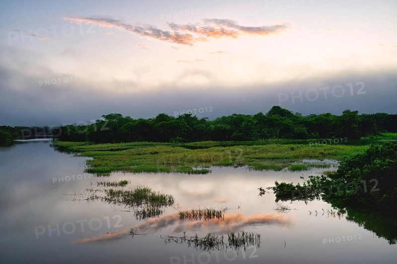 Morning fog on the Amana River, an Amazon tributary, Amazonas state, Brazil, South America