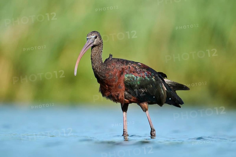 Glossy ibis (Plegadis falcinellus) walking in the water, hunting, Parc Naturel Regional de Camargue, France, Europe