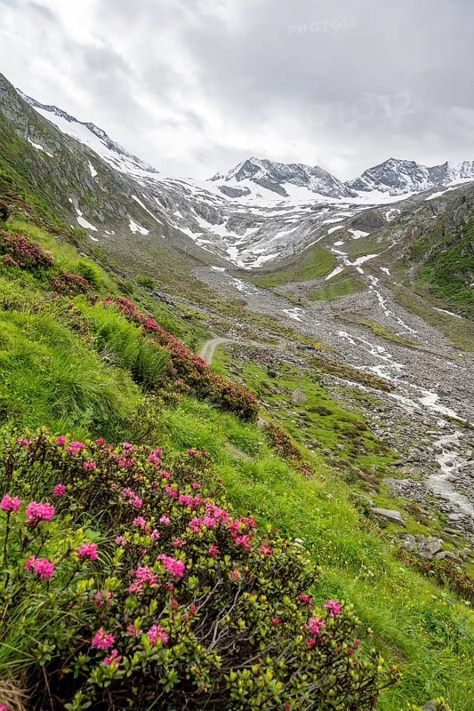 Alpine roses in bloom, view of the Schlegeisgrund valley, glaciated mountain peaks Hoher Weiszint and Dosso Largo with Schlegeiskees glacier, Berliner Hoehenweg, Zillertal, Tyrol, Austria, Europe
