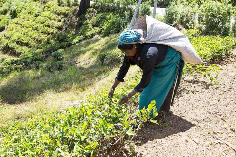 Female worker picking tea leaves on hillside, Nuwara Eliya, Central Province, Sri Lanka, Asia