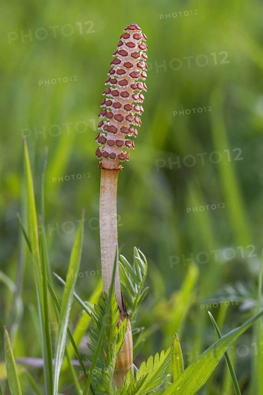 Fertile shoots of field horsetail, common horsetail (Equisetum arvense)