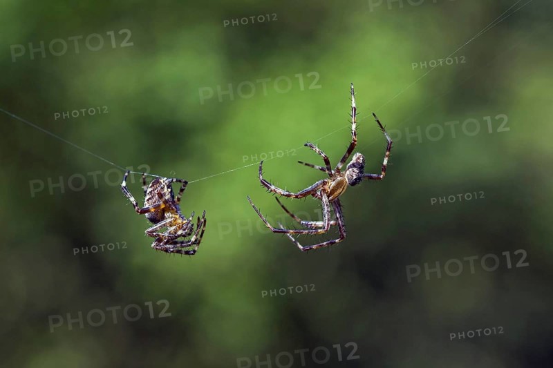 European garden spiders, diadem spider, cross spider, cross orbweaver (Araneus diadematus), courting male approaching female