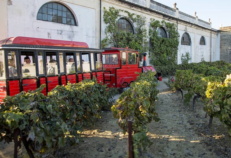 Tour group train passing grapes growing in vineyard at Gonzalez Byass bodega, Jerez de la Frontera, Cadiz province, Spain, Europe