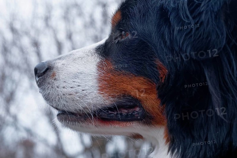 Close-up of the face of a dog, Bernese Mountain Dog, with sharp details, Stuttgart, Baden-Wuerttemberg, Germany, Europe