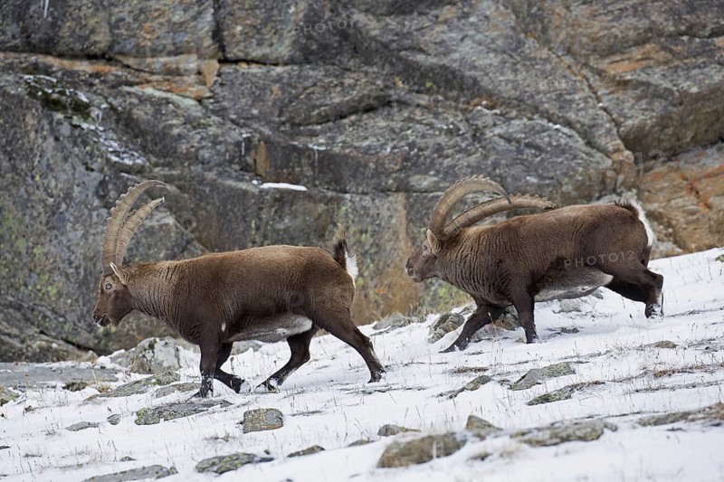 Dominant Alpine ibex (Capra ibex) male with big horns chasing rival away in rock face in winter, Gran Paradiso National Park, Italian Alps, Italy, Europe