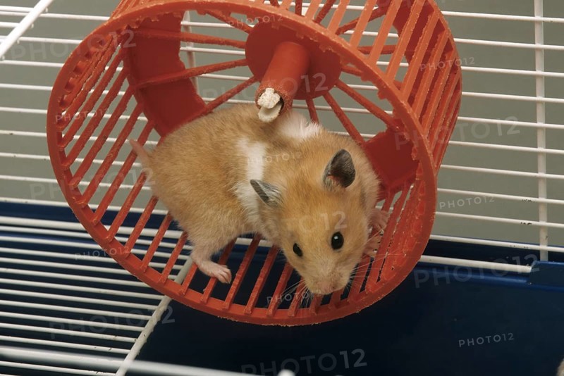 Golden hamster (Mesocricetus auratus) running in treadwheel, hamster wheel