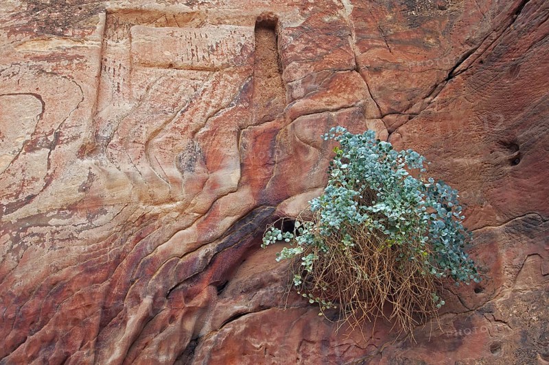 Silver-blue caper bush (Capparis cartilaginea) and carvings in sandstone rock face in the ancient city of Petra in southern Jordan