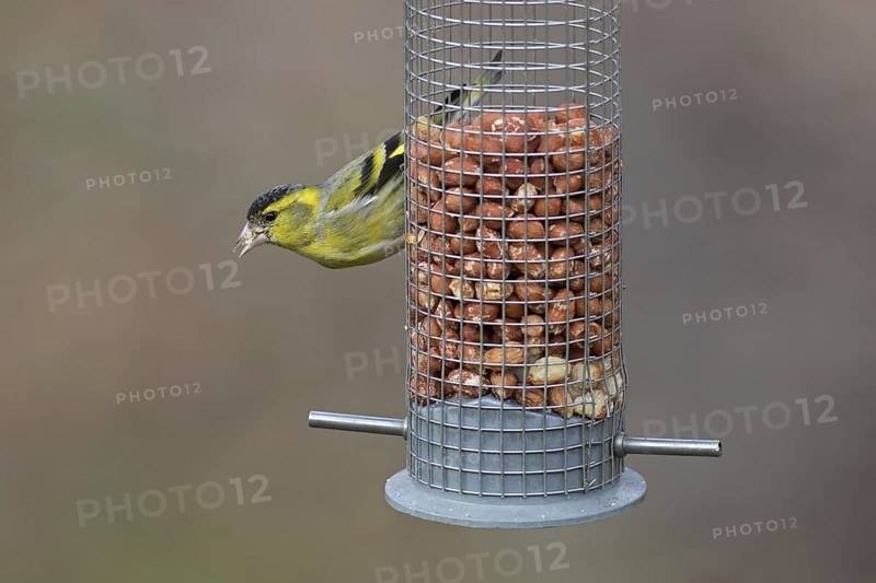 Eurasian siskin, European siskin, common siskin (Spinus spinus) male in breeding plumage eating peanuts from garden bird feeder