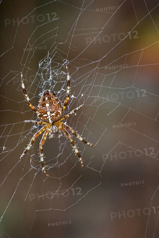 European garden spider, diadem spider, orangie, cross spider, crowned orb weaver (Araneus diadematus) female in orb web in autumn, fall