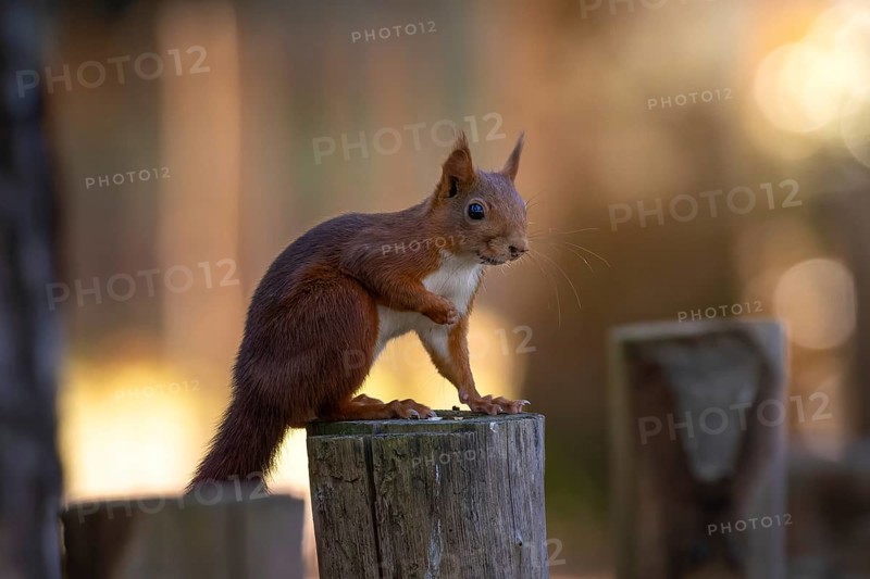 A squirrel holding a piece of food on a wooden stump, Andernos-les-Bains, France, Europe