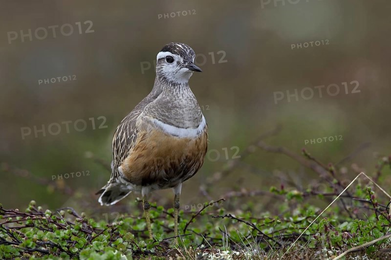 Eurasian Dotterel (Charadrius morinellus) on the tundra, Sweden, Europe