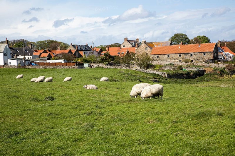 Village houses and sheep, Holy Island, Lindisfarne, Northumberland, England, UK