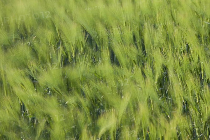Motion blurred barley field (Hordeum vulgare) with unripe spikelets moving in the wind in spring