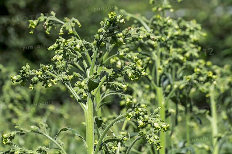 Cultivated tobacco (Nicotiana tabacum) plant in summer