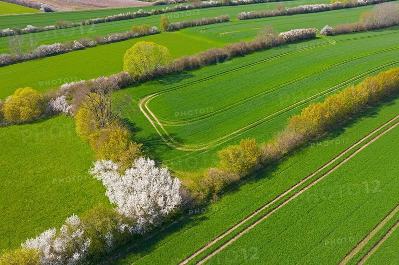 Aerial view over bocage landscape with fields and pastures shielded by blooming hedges and hedgerows in flower in spring, Schleswig-Holstein, Germany, Europe