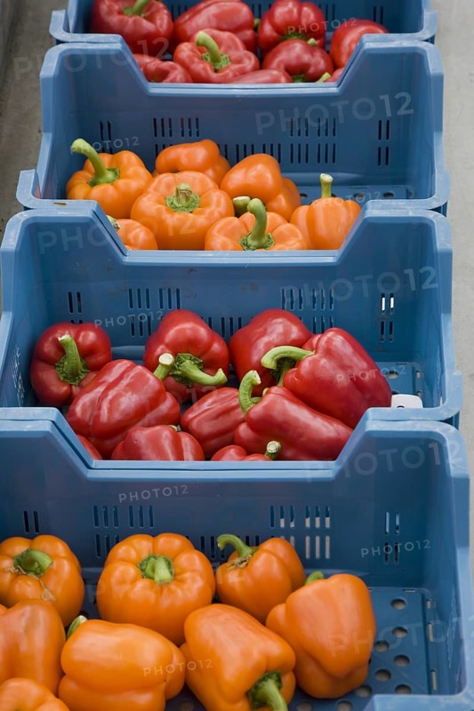 Plastic crates with orange and red bell peppers, sweet pepper (Capsicum annuum)