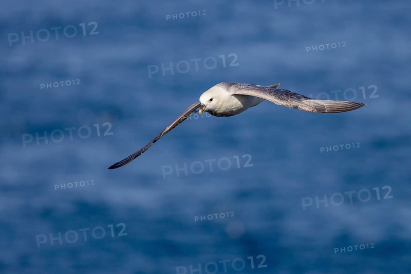 Northern fulmar (Fulmarus glacialis), in flight over the sea, Iceland, Europe
